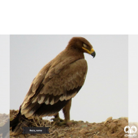 گونه عقاب صحرایی Aquila nipalensis